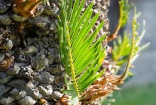 生命之花——韩小芳与多肉植物的故事（一次意外，一次收获，一段成长）