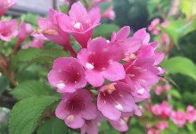 花开在人的心里——灵魂花的故事
