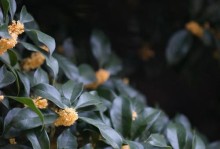 桂花疏影里的白瓷碗（一场曲折离奇的故事）