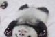 可爱大熊猫的奇妙冒险（熊猫宝宝的成长经历与挑战）