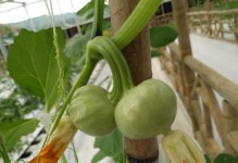 桂花疏影里的白瓷碗（珍贵艺术品的背后）