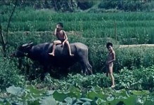 无忧无虑的生命意义（享受当下的美好）