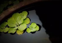 遇见良师益友（遇见良师益友）