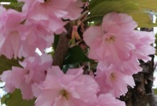 花海里的野餐（花海里的野餐）