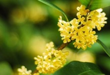 桂花香中的遇见（金秋十月，邂逅真爱）