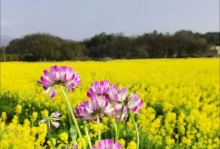 春之风景（春天里的故事）