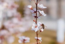 共赏世界之春——一场美好的邂逅（爱与热情的旅程）