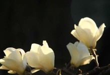 春日花开，万紫千红（以百花竞放，不负春阳）