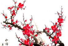 凌寒之美（用梅花借物喻人，揭开人生真谛）