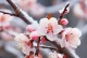 冬日里的相遇（大雪纷飞之下，命运的安排）