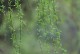 春天来了，翠绿的芽儿长出来了（芽儿的萌发与成长）