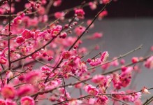 TheUnyieldingCharacterofPlumBlossoms（ATaleofPerseveranceandStrength）