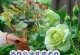 绿色希望（从一个小学生的环保故事）
