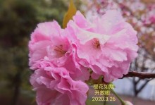 生机喜悦（一位老人的奇妙旅程）