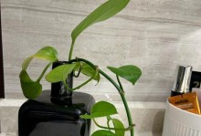 绿意生活（拥抱自然，活出生机）