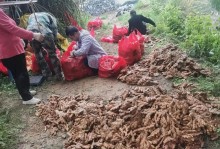 农家小姐的脆笋情缘（农家小姐的脆笋情缘）