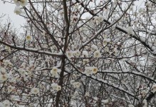 WinterPlumBlossomisStillBeautiful（ThePersistenceofBeautyintheColdSeason）