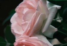 花开有力（那瞬间充满力量的花）