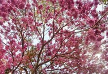 那棵树的故事（见证了爱情、友谊和生命）