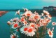 坚韧不拔的花儿（用沉静从容面对人生）