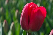 SpringAroma:TheStoryofRebirth