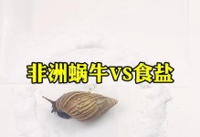 蜗牛的世界