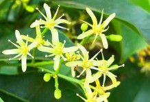 白色小花的美丽人生（从一朵小花看世界）