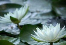 阳光下的故事（阳光下的故事）