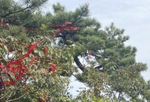 爬山乐趣多，收获多多（人生之旅，不妨多试试）