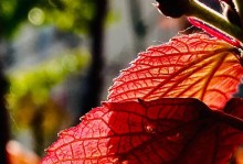 《青春与春天》（努力留住春天，留住青春）