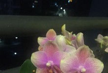 开生命之花——一个生命的奇迹（他们用坚强开出美丽）