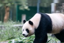 大熊猫的守护者（我和国宝大熊猫的故事）