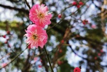 清香花店（芬芳四溢，缱绻柔情）