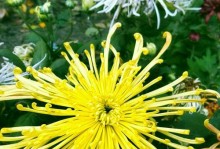 WatchingtheGrowthofChrysanthemum（AStoryofPatience,PersistenceandBeauty）