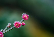 一碗白瓷，温情的回忆（桂花疏影里的白瓷碗）