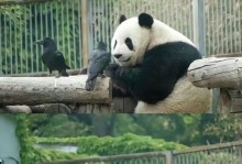 国宝熊猫之舞