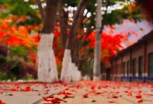 开放之路——花总的故事（一个经营花卉生意的老板如何改变花店的命运？）