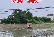 稻香飘荡的爷爷的田园（我和爷爷一起度过的难忘时光）