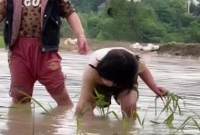 爷爷和他的稻田（爷爷和他的稻田）