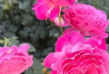 盛开的花儿（花香四溢，美丽绽放）