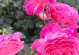 盛开的花儿（花香四溢，美丽绽放）