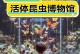 探秘昆虫王国（一个小小的观察者的奇妙冒险）