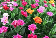 TheBloomingFlower（AStoryofGrowthandChange）