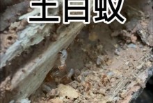昆虫王国的奇妙世界（寻找微小生灵的乐趣）