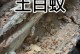 昆虫王国的奇妙世界（寻找微小生灵的乐趣）
