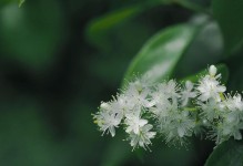 白色之美