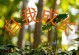 追逐梦想的脚步不停歇（追逐梦想的脚步不停歇）