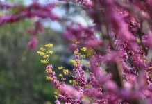 春风十里，不如你。（生命在春天里得以繁荣。）