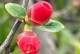 花开力量——以菊花为例