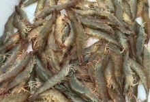 追寻海洋美味（一位厨师的奇妙旅程）